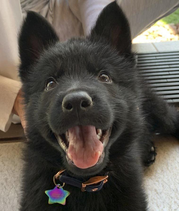 pastor aleman negro linea de trabajo