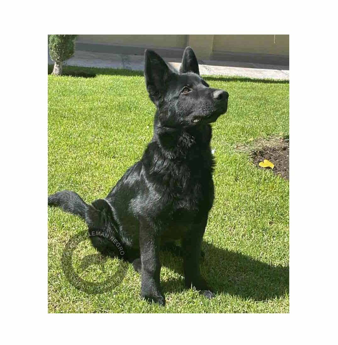 pastor aleman negro