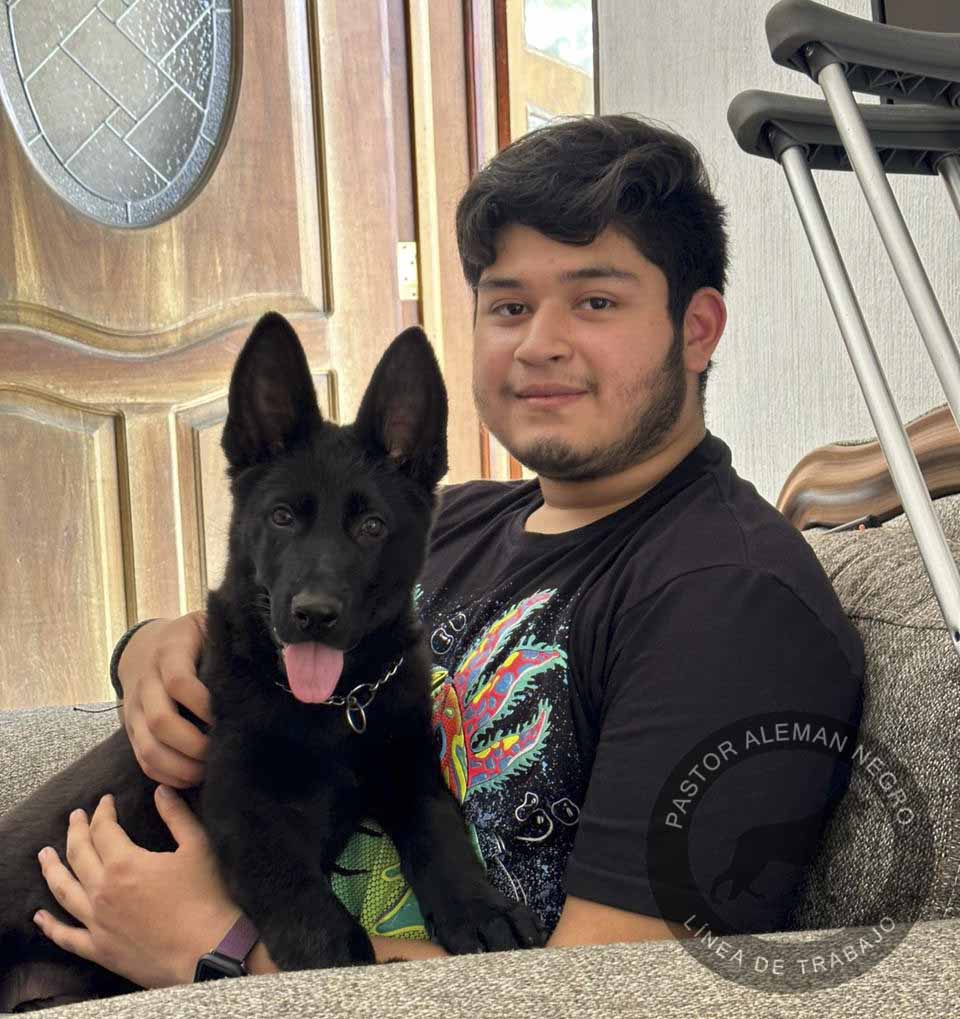 pastor aleman negro