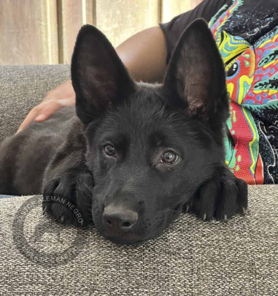 pastor aleman negro