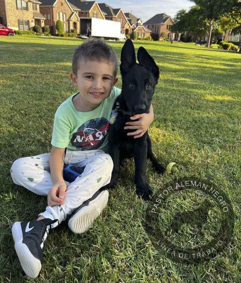 cachorro pastor aleman negro
