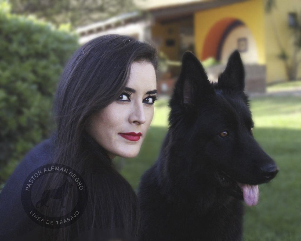 pastor aleman negro