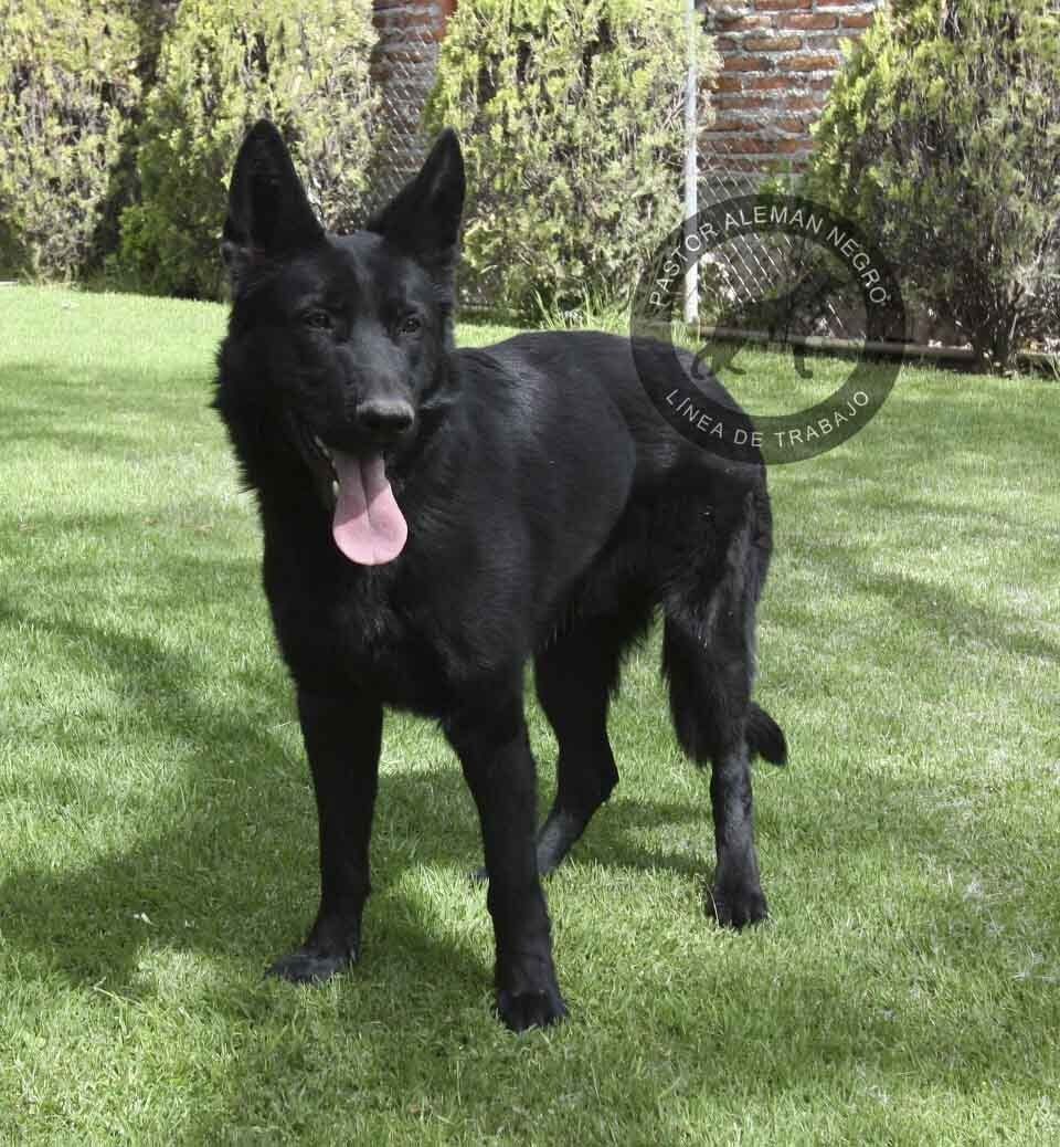 pastor aleman negro