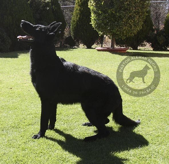 pastor aleman negro