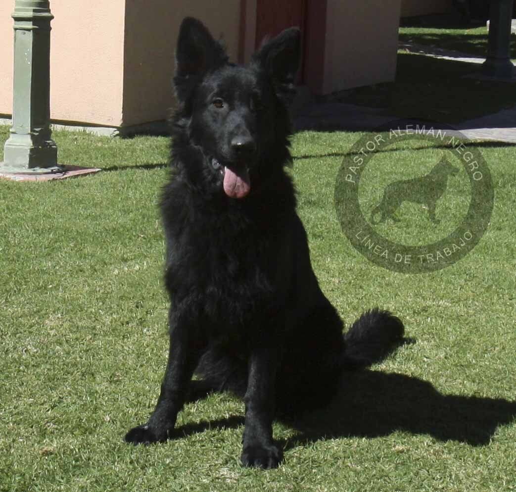 pastor aleman negro