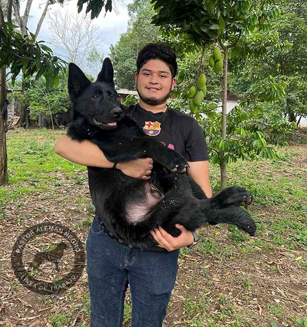 cachorro pastor aleman negro solido