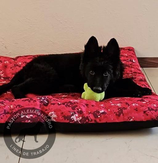 pastor aleman negro solido