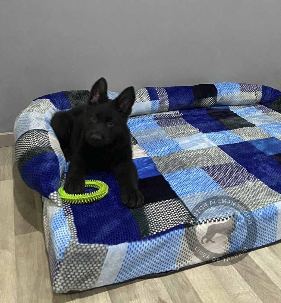 cachorro pastor aleman negro solido