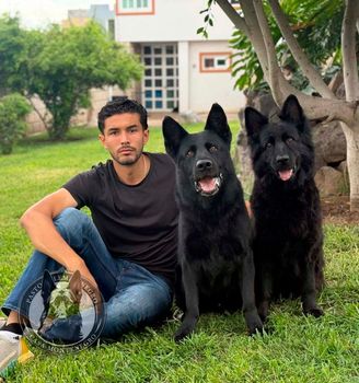 pastor aleman negro en venta