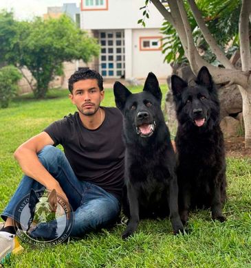 pastor aleman negro en venta