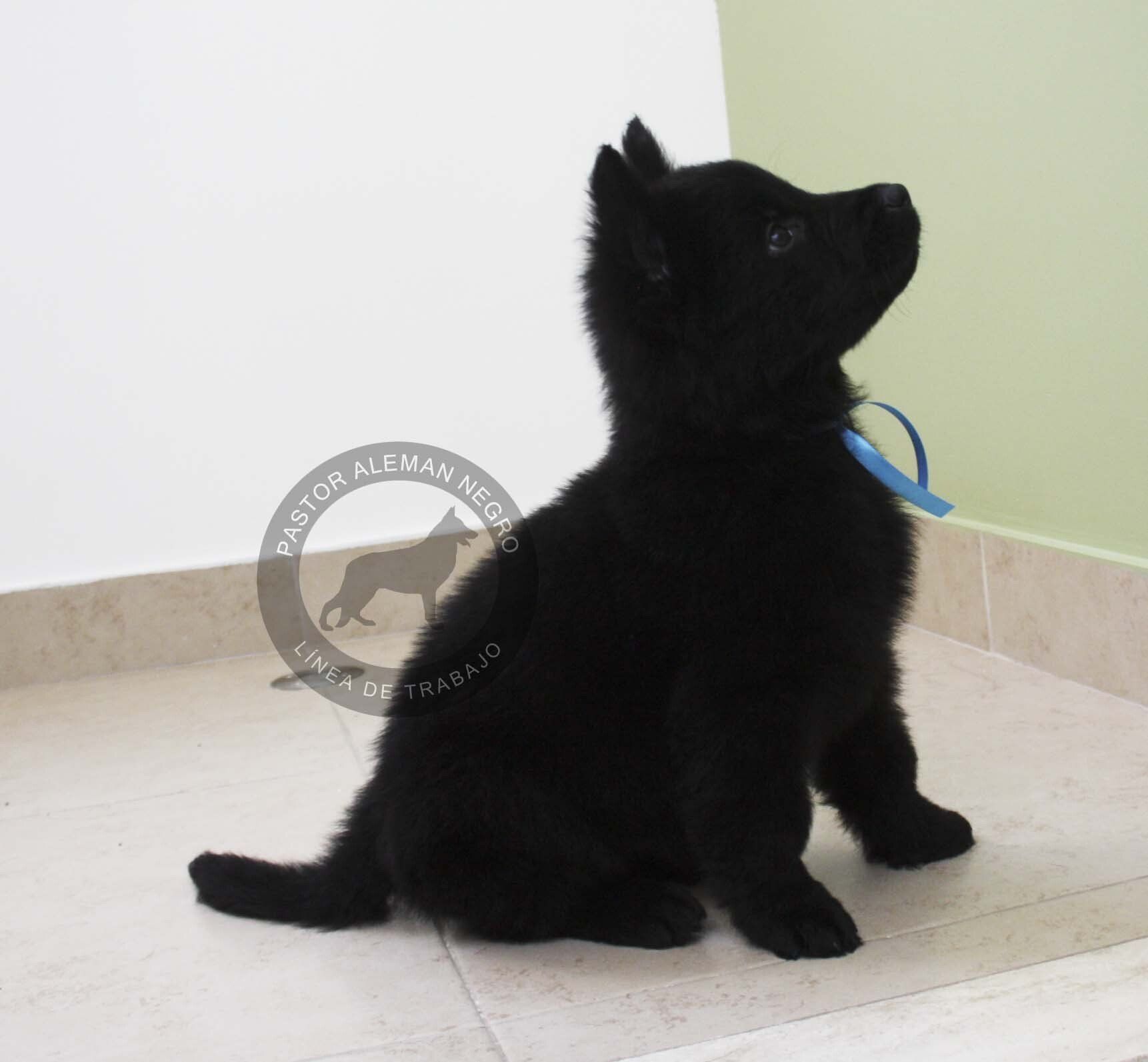 pastor aleman negros linea de trabajo