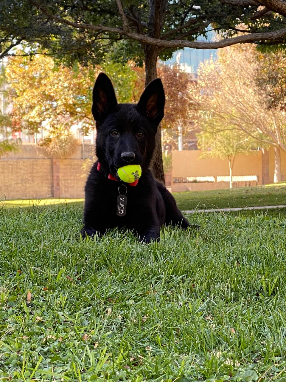 pastor aleman negro linea de trabajo
