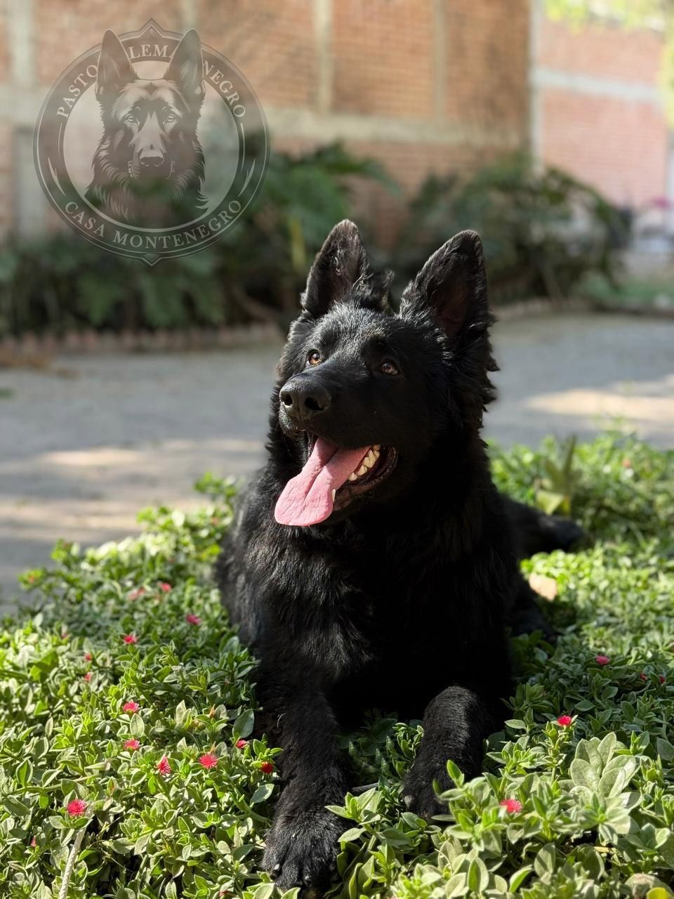 pastor aleman en venta