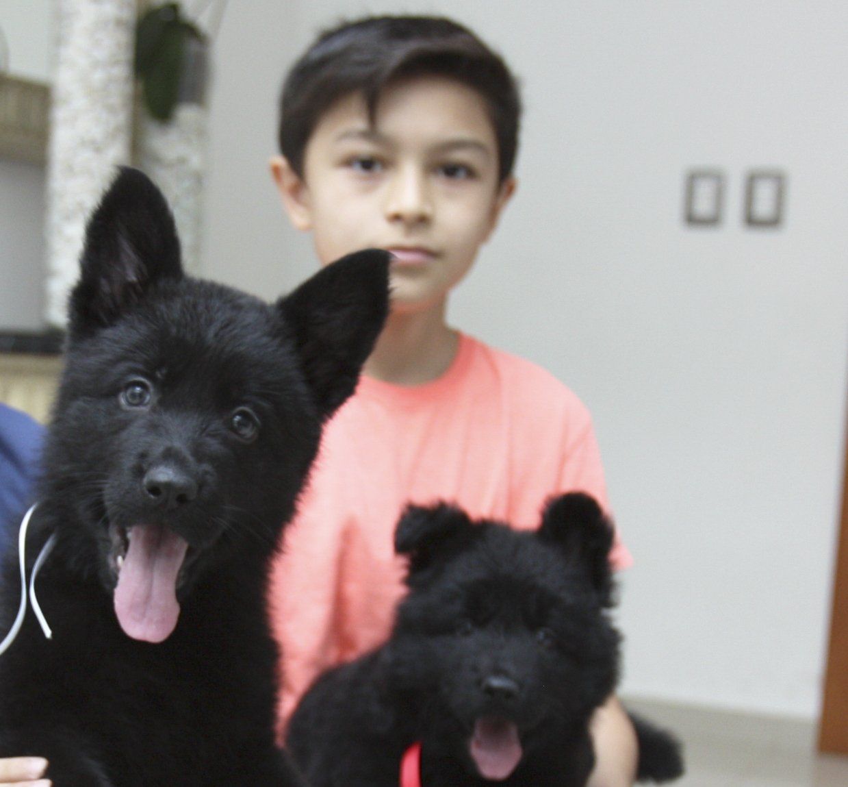 pastor aleman negro linea de trabajo