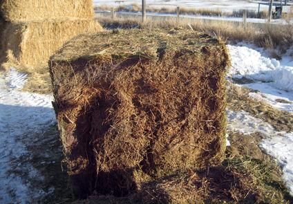 A large block of hay is sitting in the snow.
