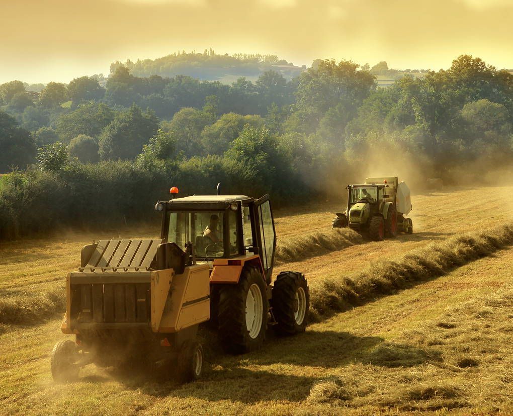 Two tractors are baling hay in a field.