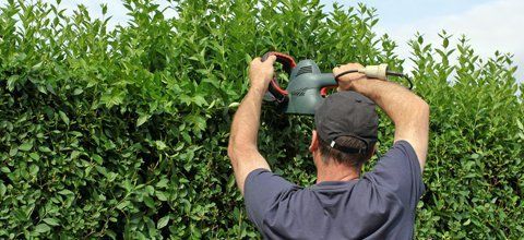 Bush cutting and trimming