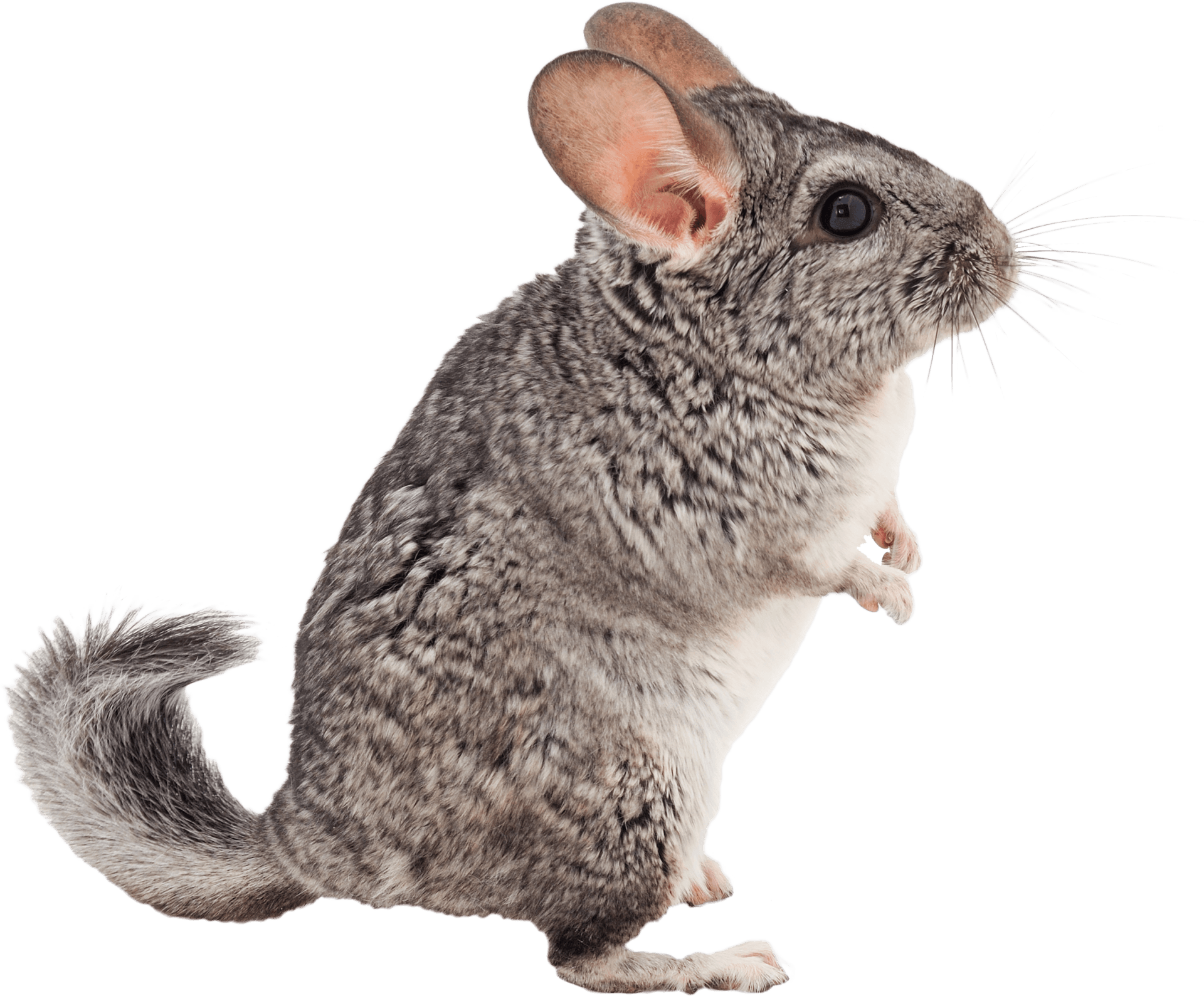Chinchillas Pet | Algonquin, IL | Algonquin Animal Clinic