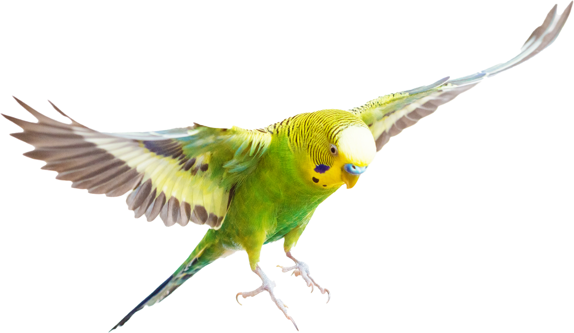 Green Parrot | Algonquin, IL | Algonquin Animal Clinic