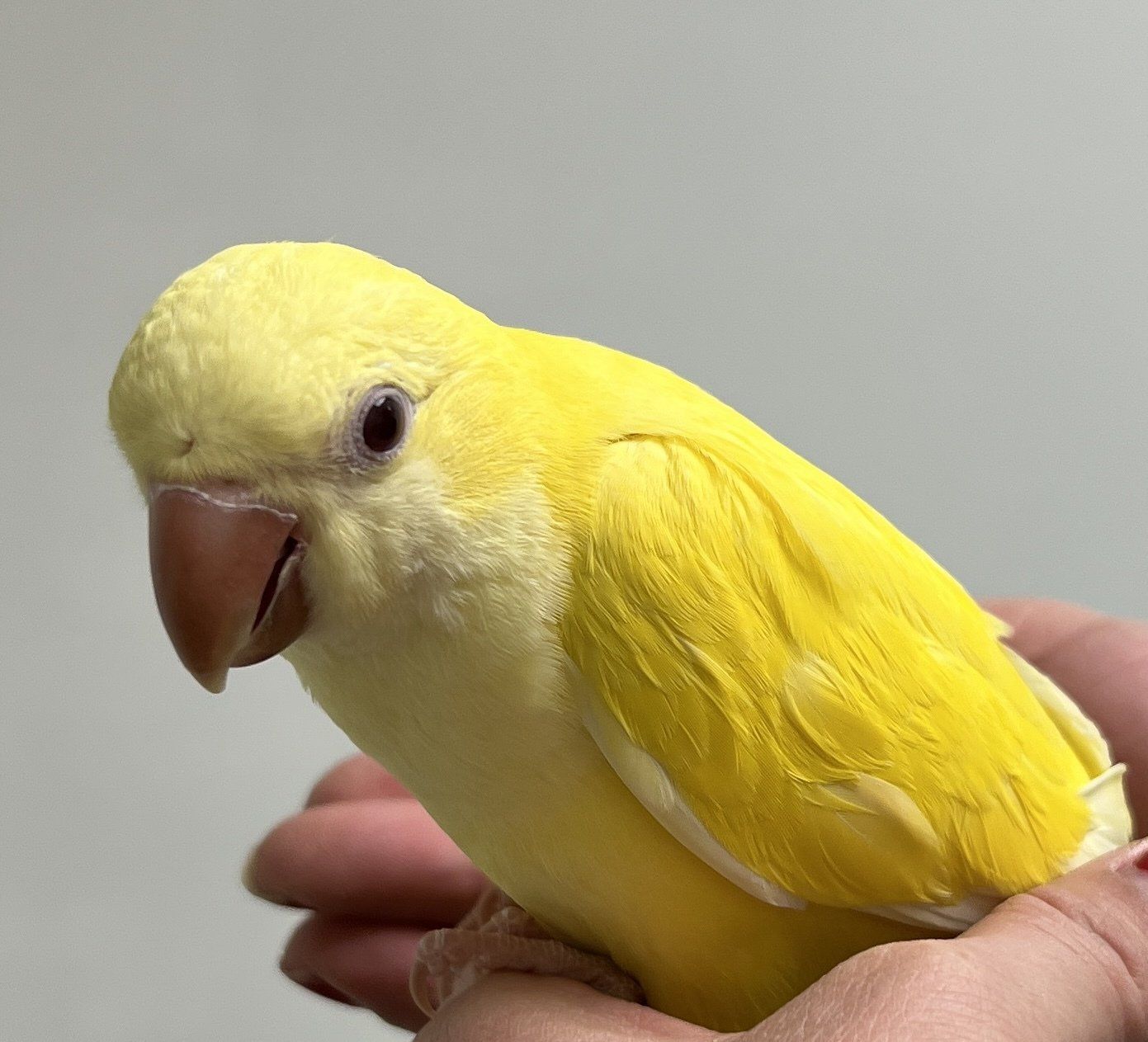 Veterinarian Algonquin, IL Algonquin Animal Clinic