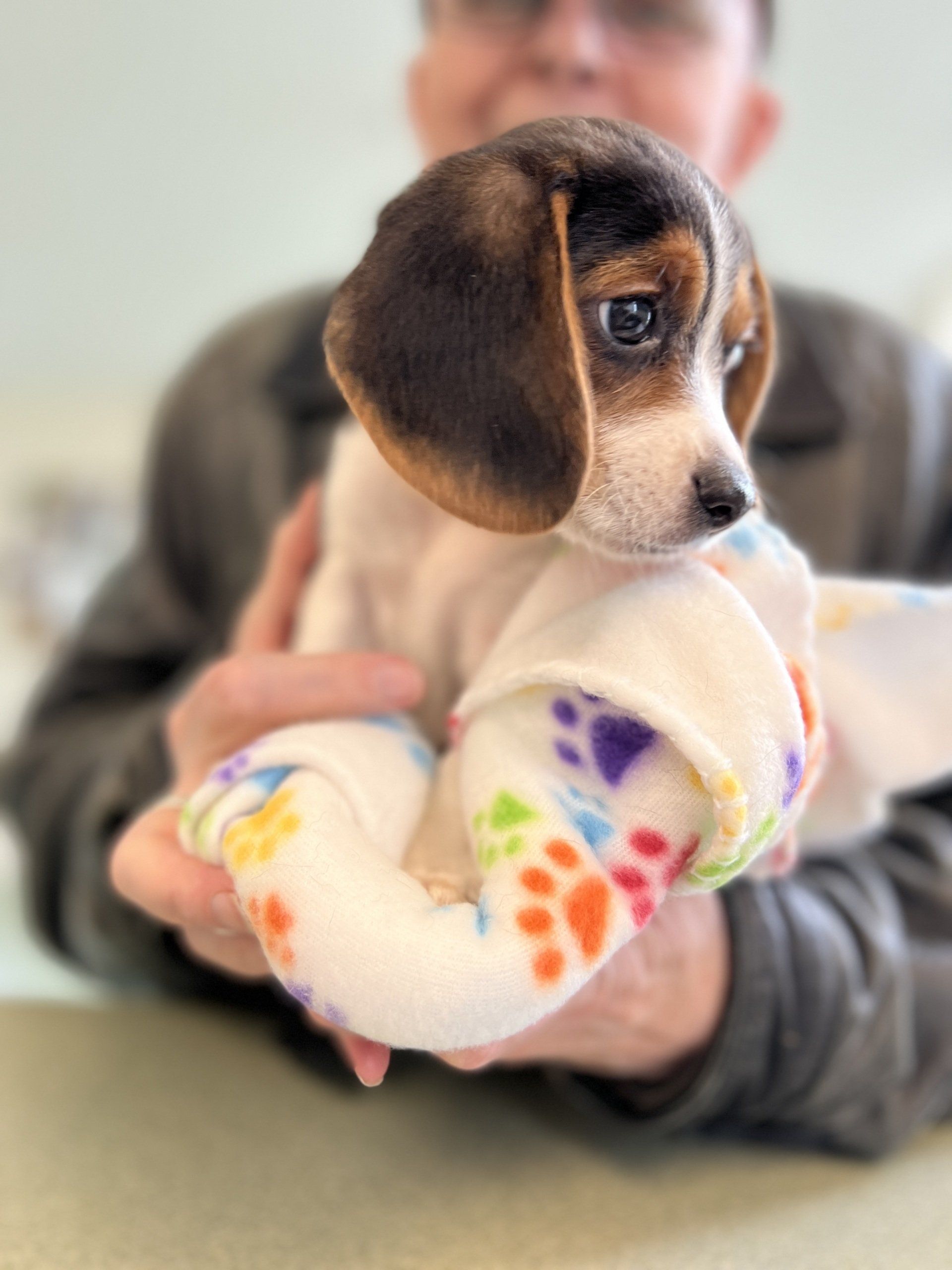 Veterinarian Algonquin, IL Algonquin Animal Clinic