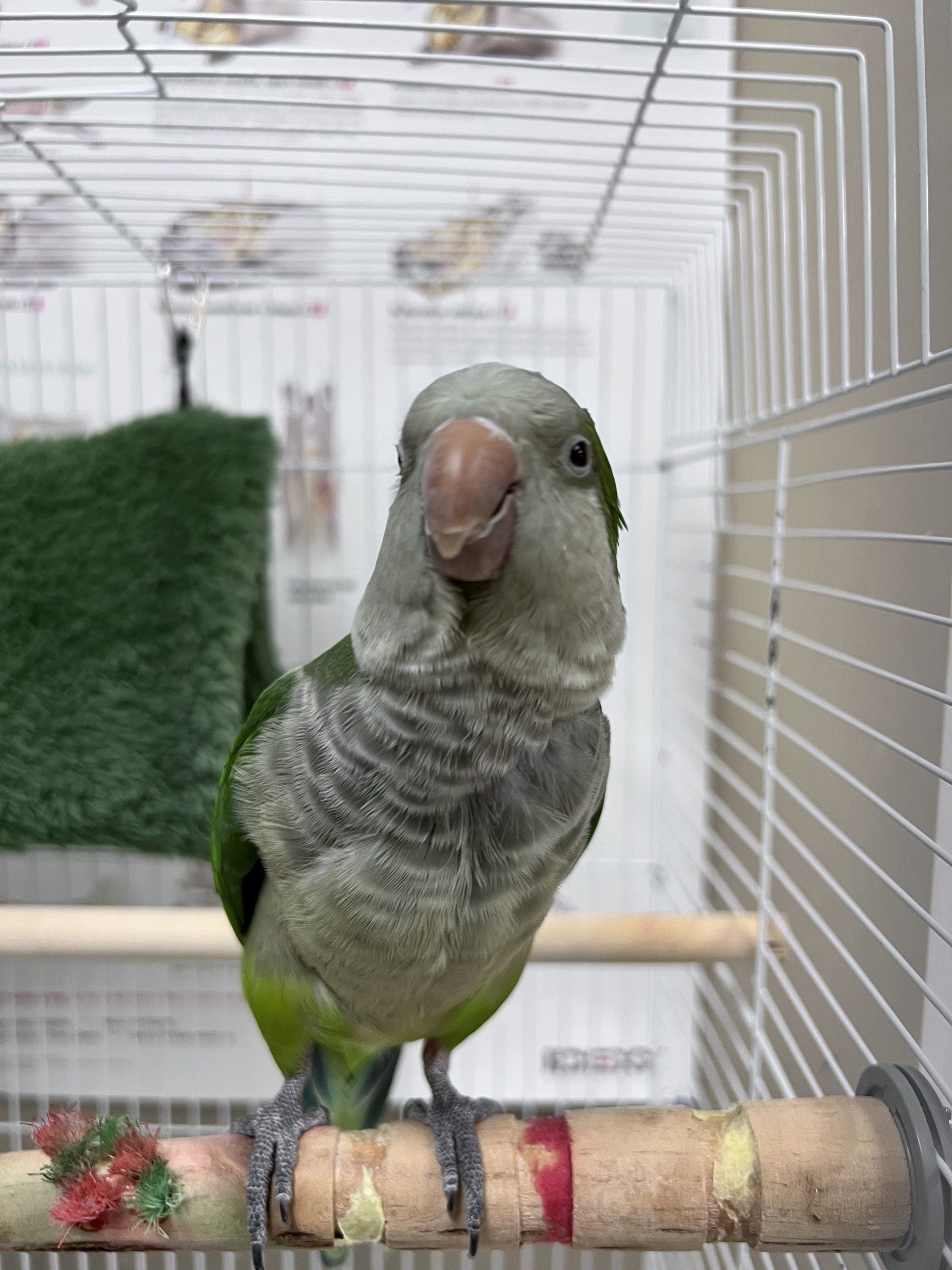 Animal Care Clinic Of Algonquin Algonquin Il - qb3jzsn