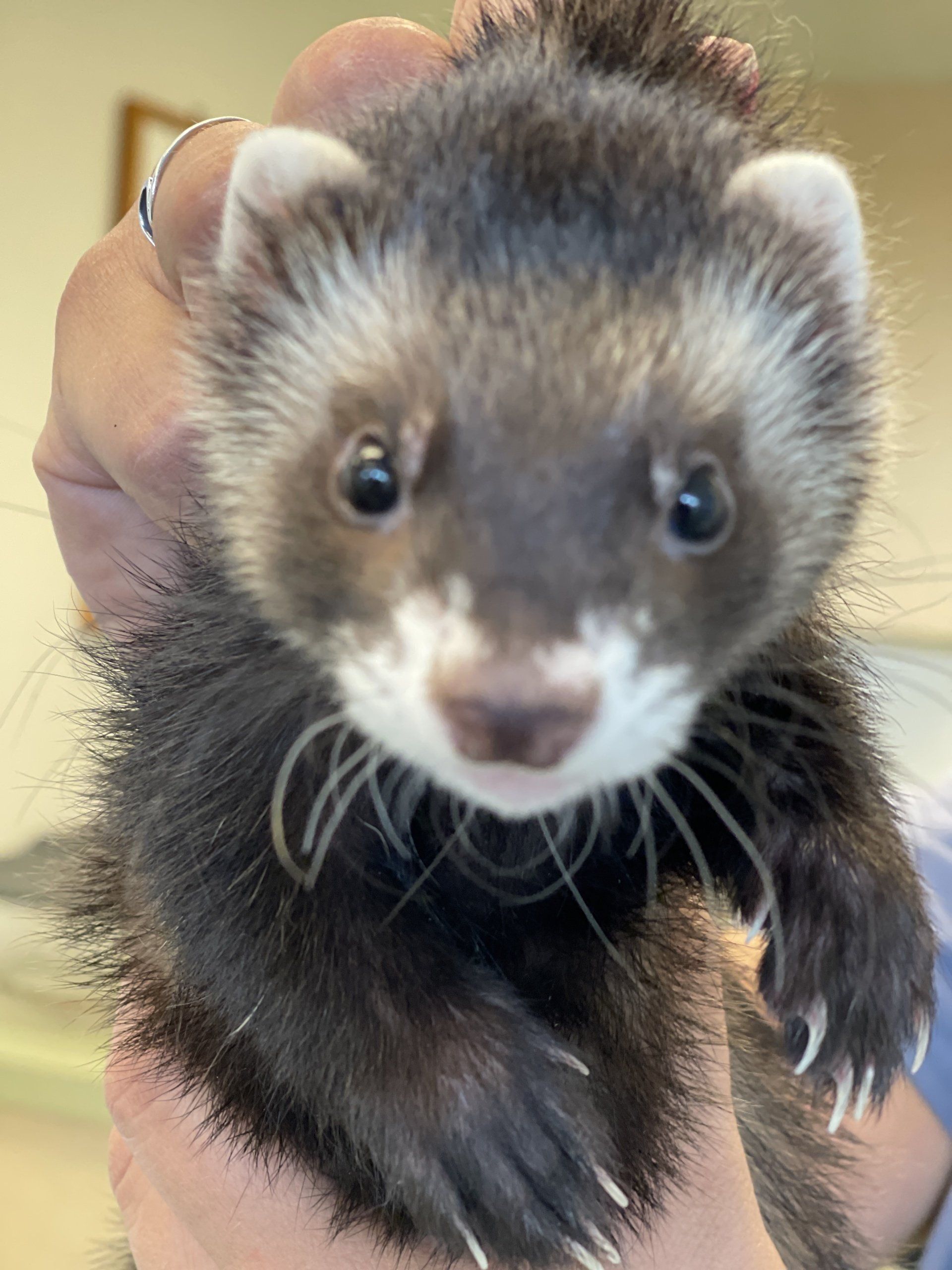 Animal Care Clinic Of Algonquin Algonquin Il - 3gf2dwh