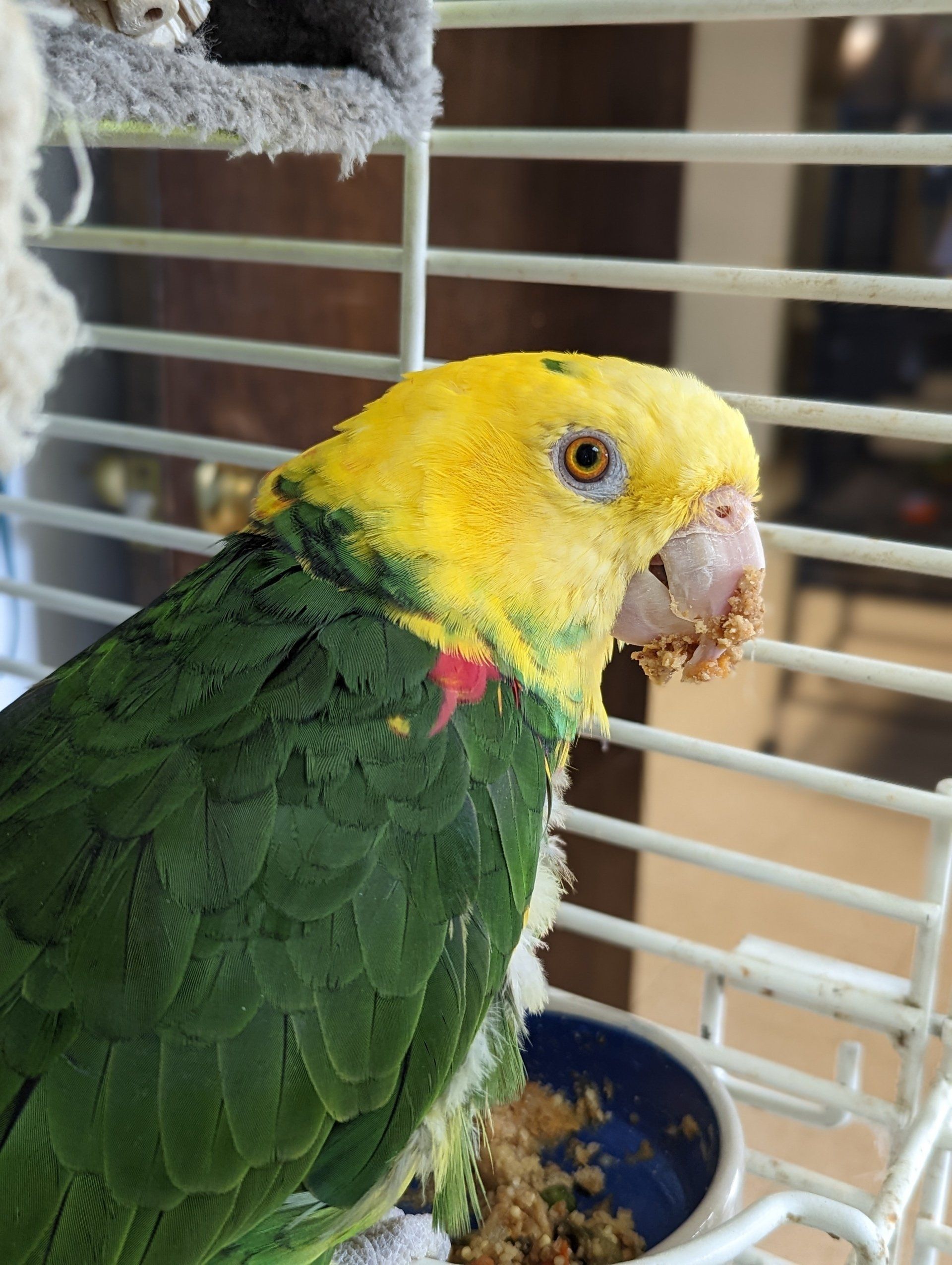 Veterinarian Algonquin, IL Algonquin Animal Clinic