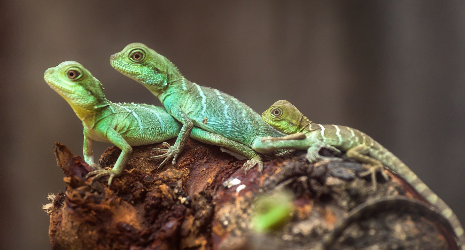 Two Lizards | Algonquin, IL | Algonquin Animal Clinic
