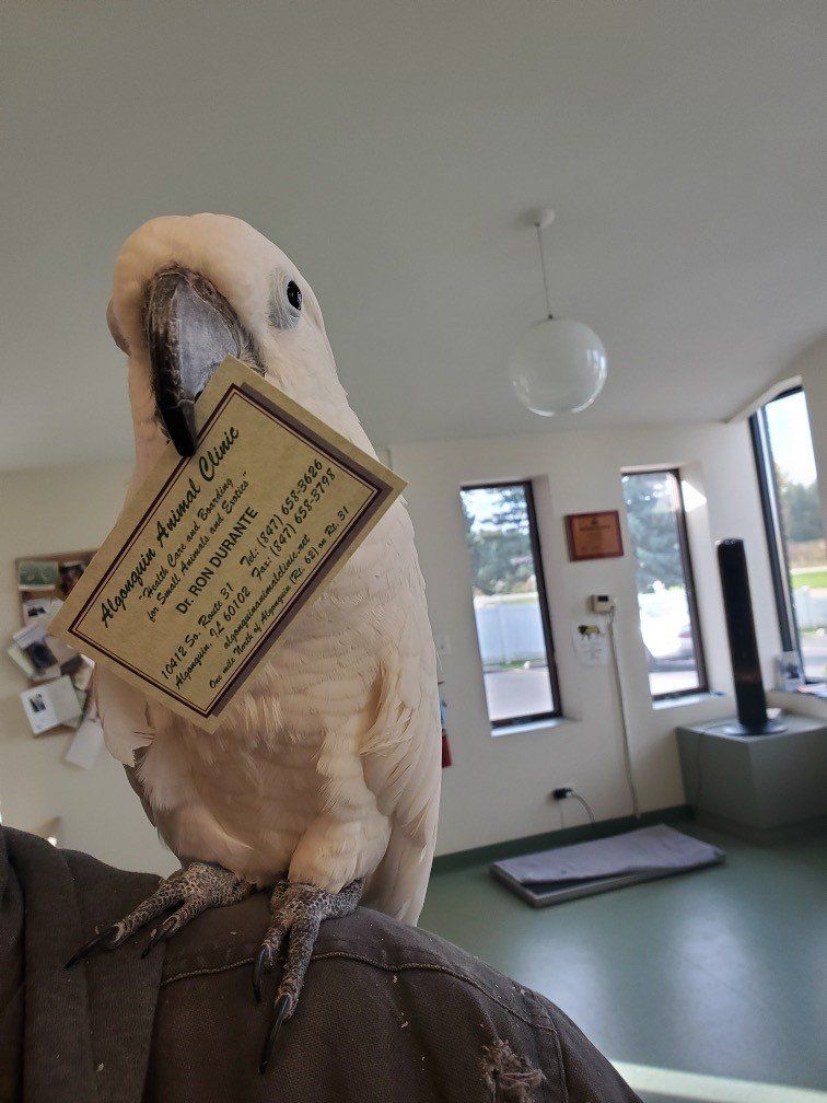 Veterinarian Algonquin, IL Algonquin Animal Clinic