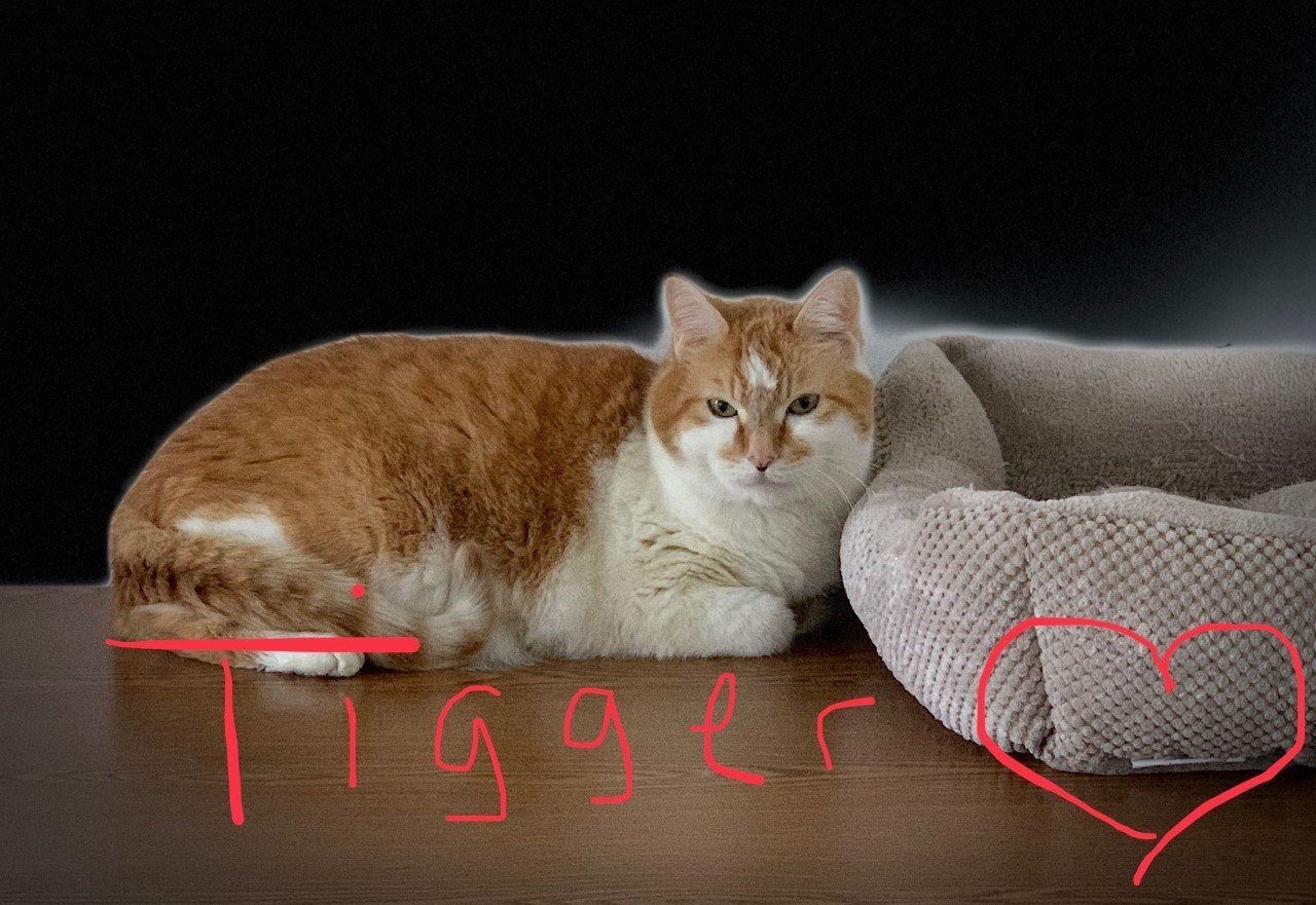 Veterinarian Algonquin, IL Algonquin Animal Clinic