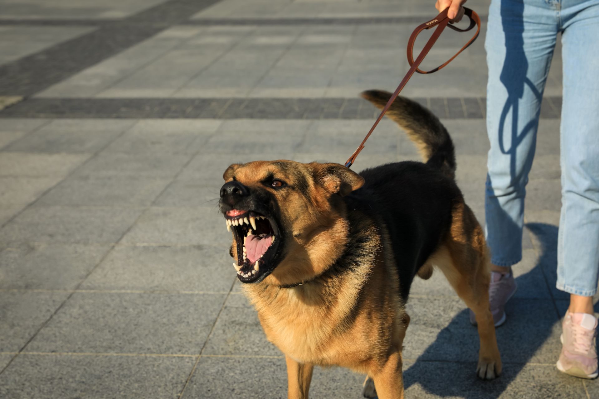 Dog Bite Surge in CT
