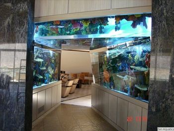 Beautiful Clean Aquarium — The Art of Aquatics in Palm Desert, CA