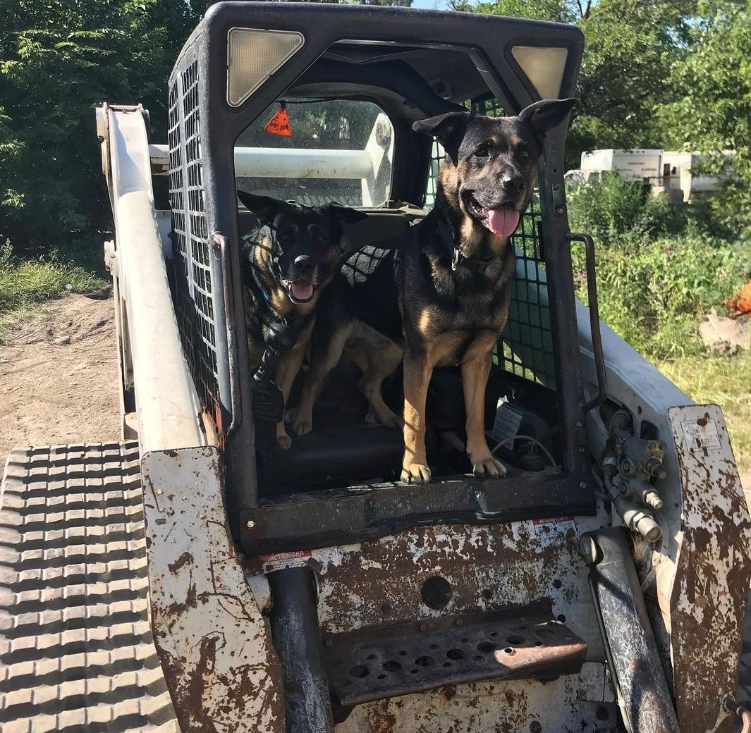 A german shepherd is sitting in the back of a bulldozer