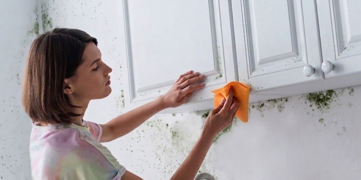 Who Pays for Mold Damage in a Gainesville Rental