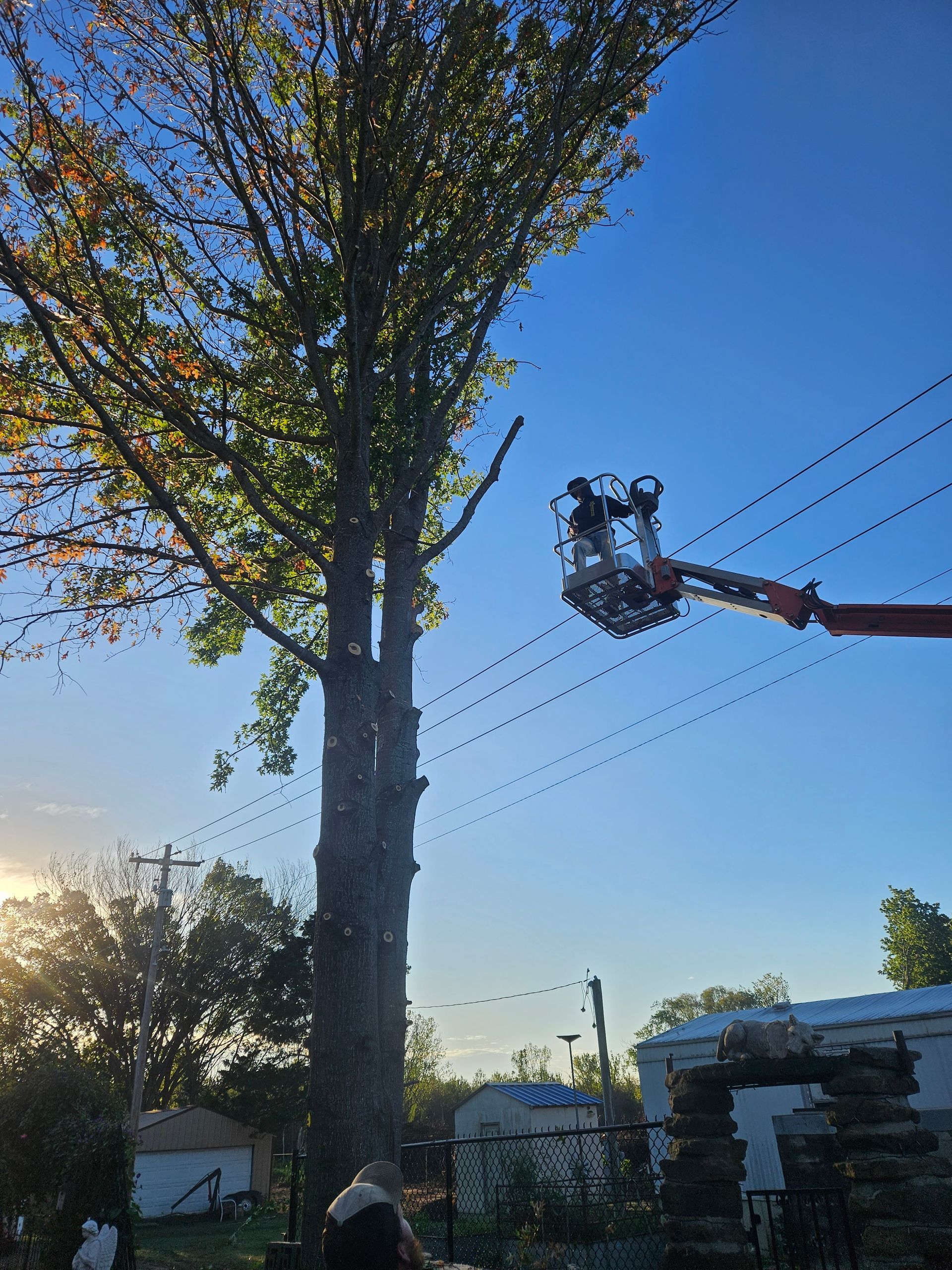 A man is cutting a tree with a crane.