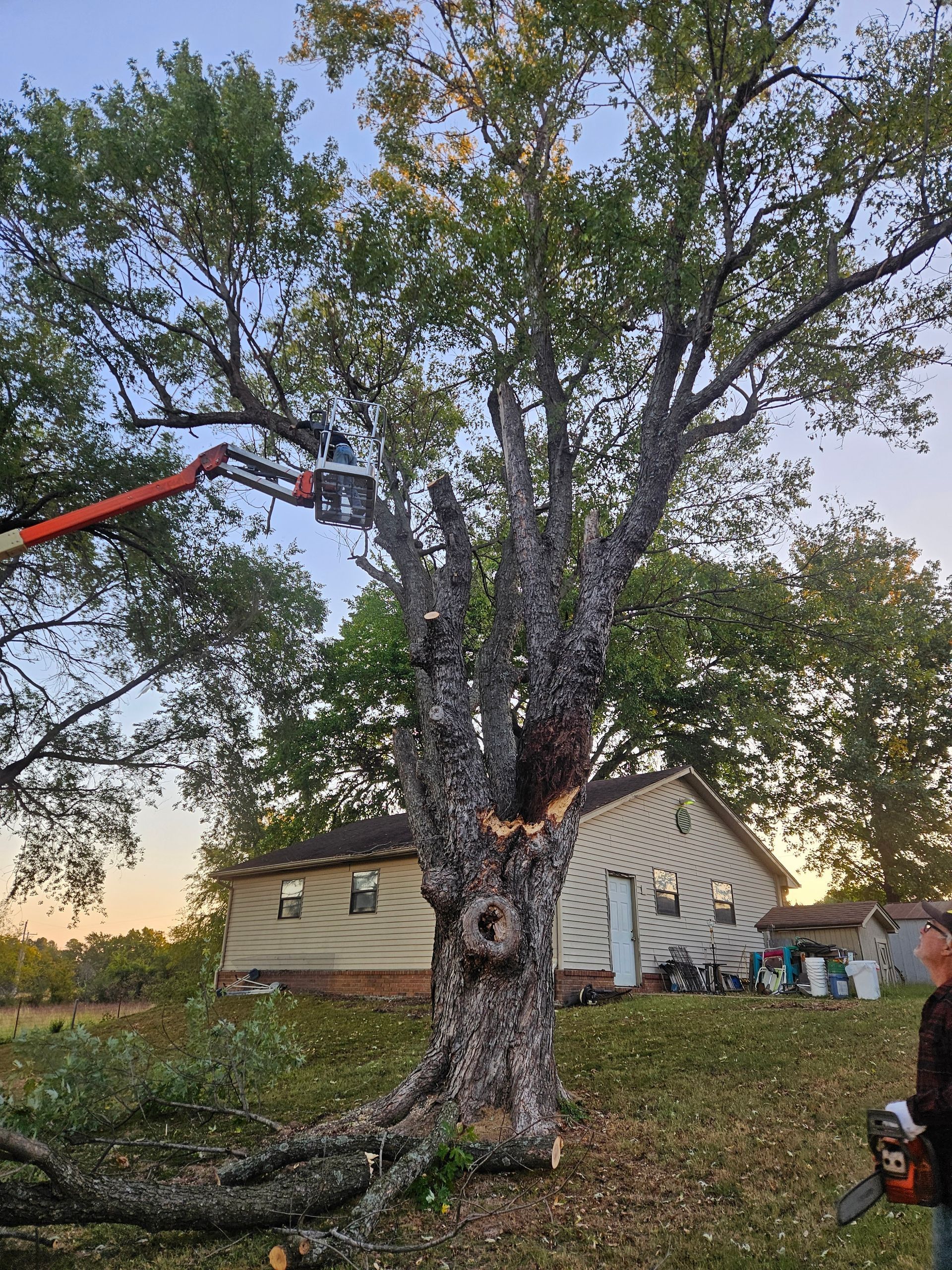 A man is cutting a tree with a chainsaw in front of a house.