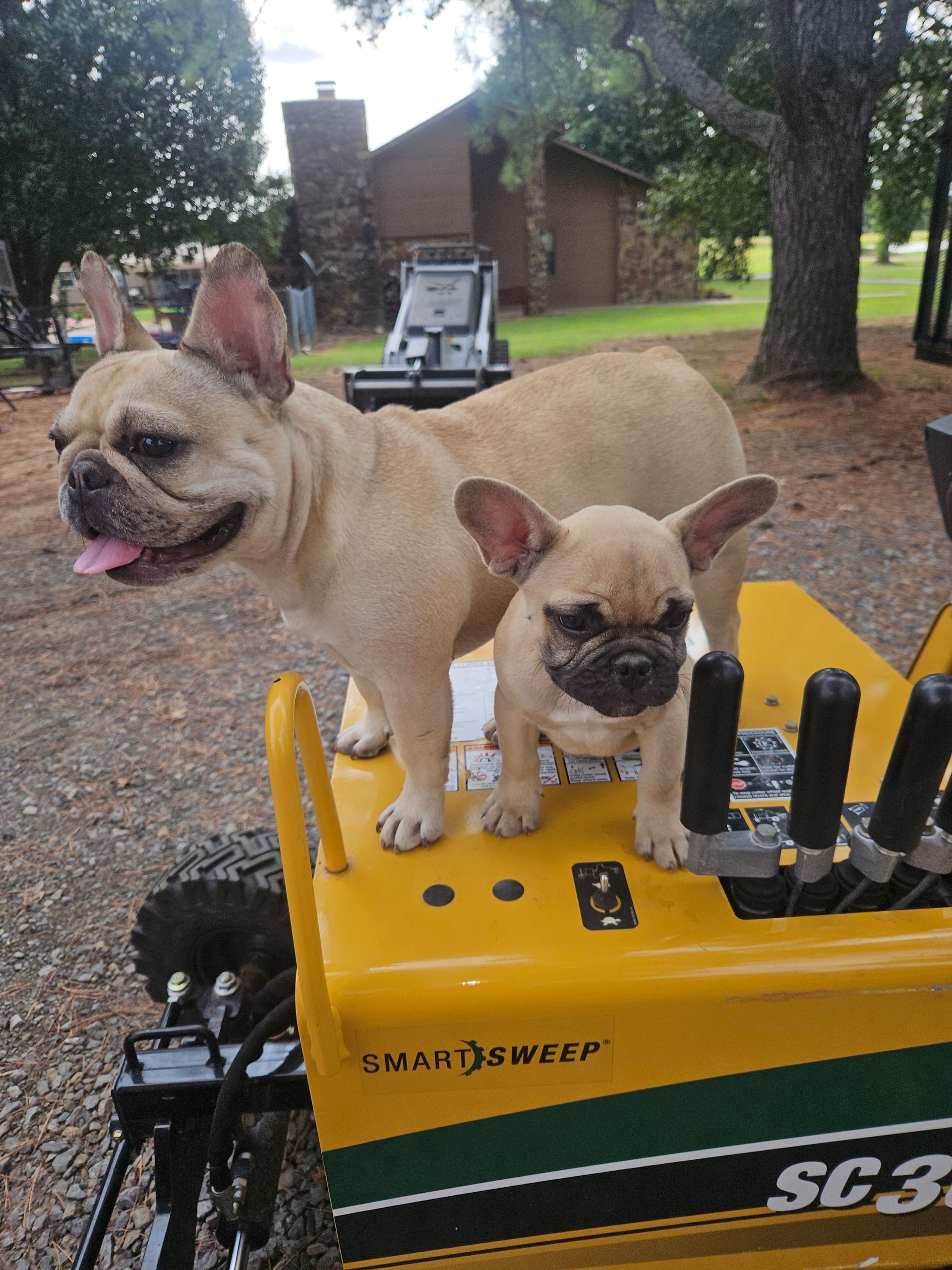 Two french bulldogs standing on top of a yellow sc3 tractor