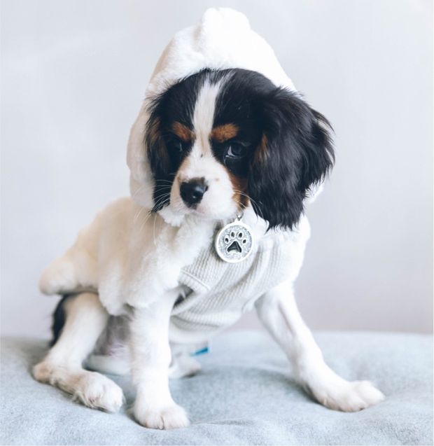 About Little Mutts Rescue Society