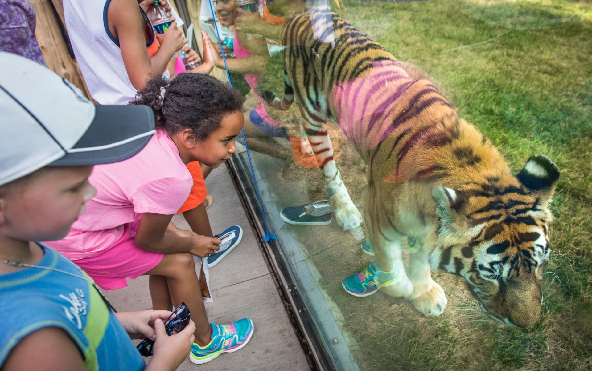 A group of children are looking at a tiger through a glass cage.