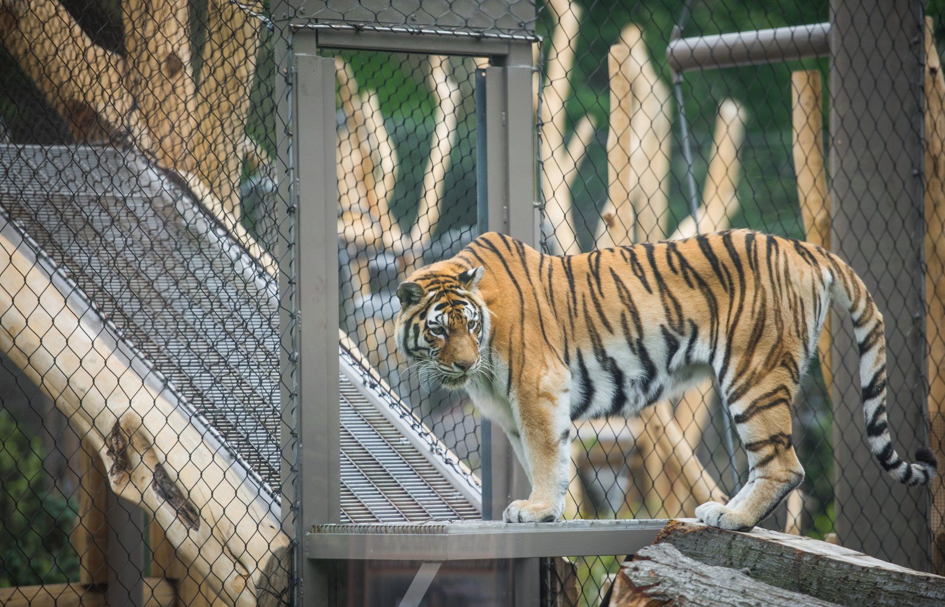 A tiger is walking through a cage at a zoo.