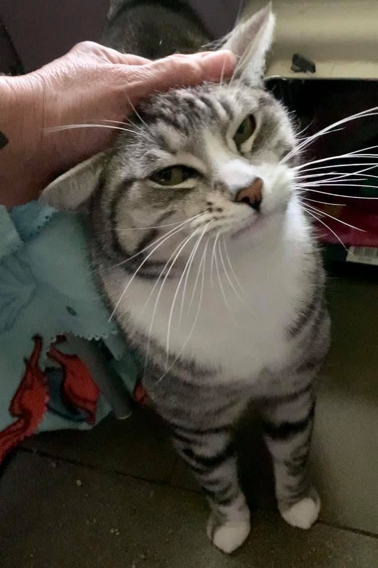 Cat Loves Being Stroked by Woman's Hand — Carabooda, WA — Happy Cats Cattery