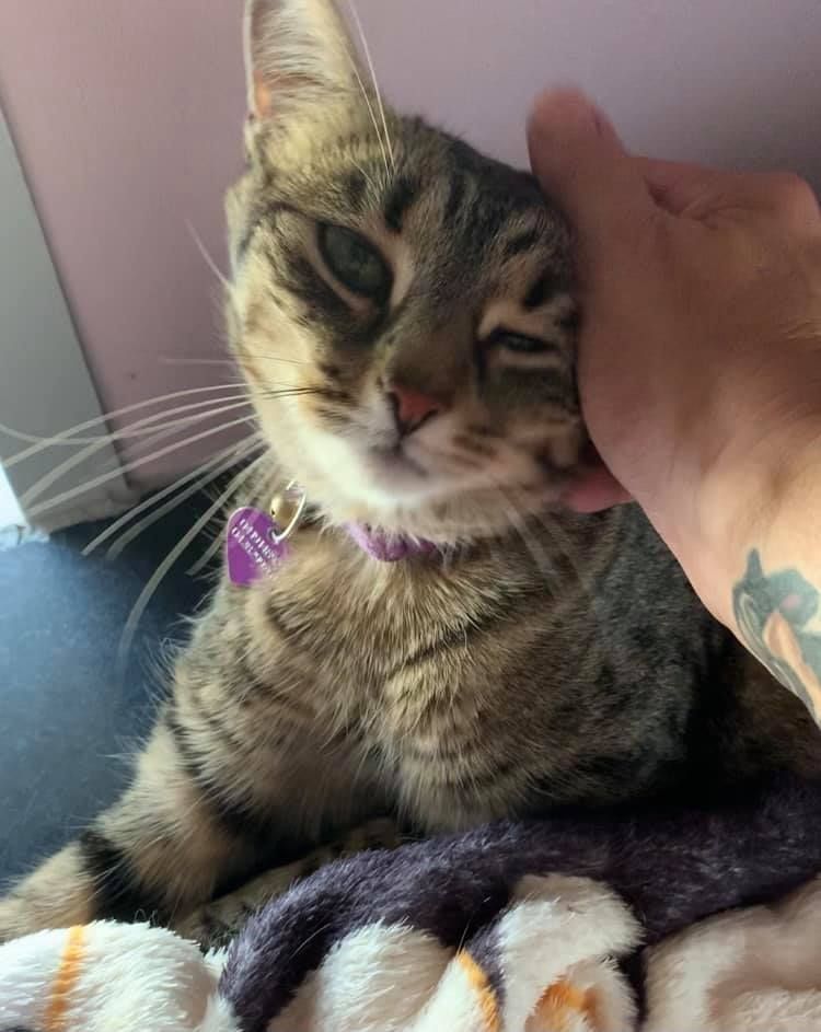 Stroking a Cat While Sitting — Carabooda, WA — Happy Cats Cattery