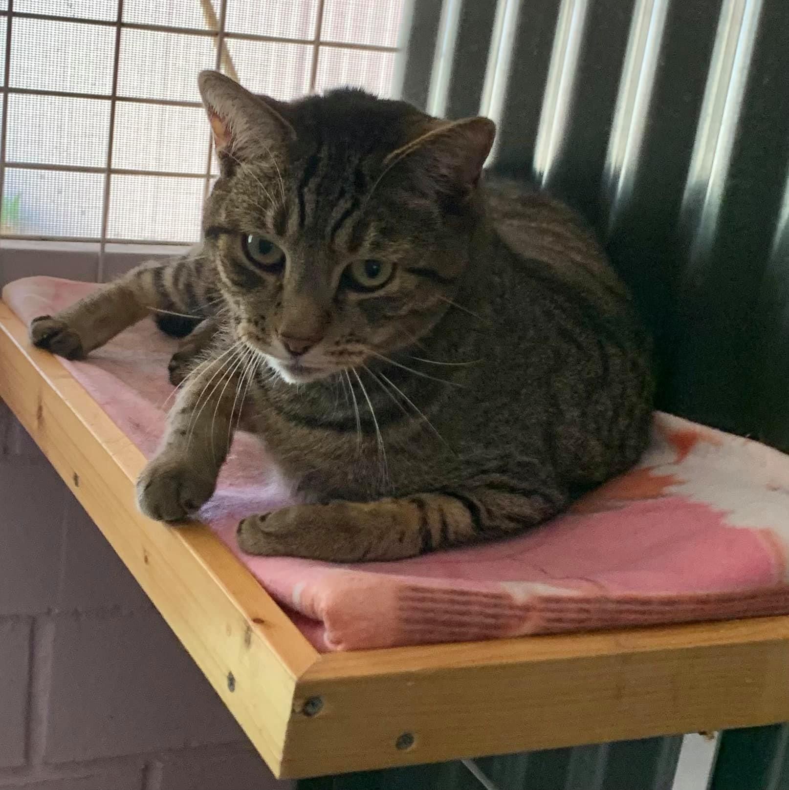 Cat in the Bed — Carabooda, WA — Happy Cats Cattery