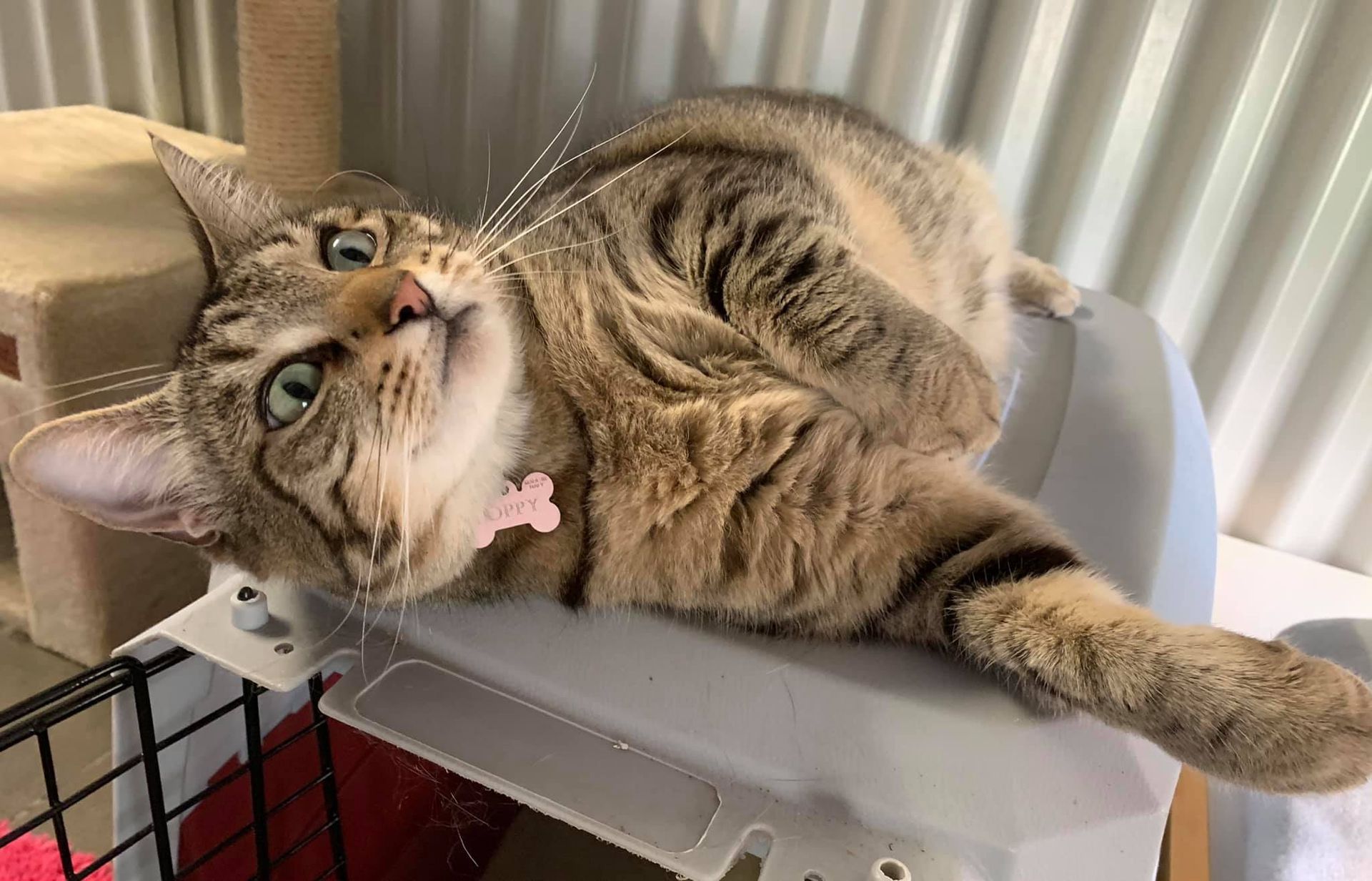 Funny Cat Playing — Carabooda, WA — Happy Cats Cattery