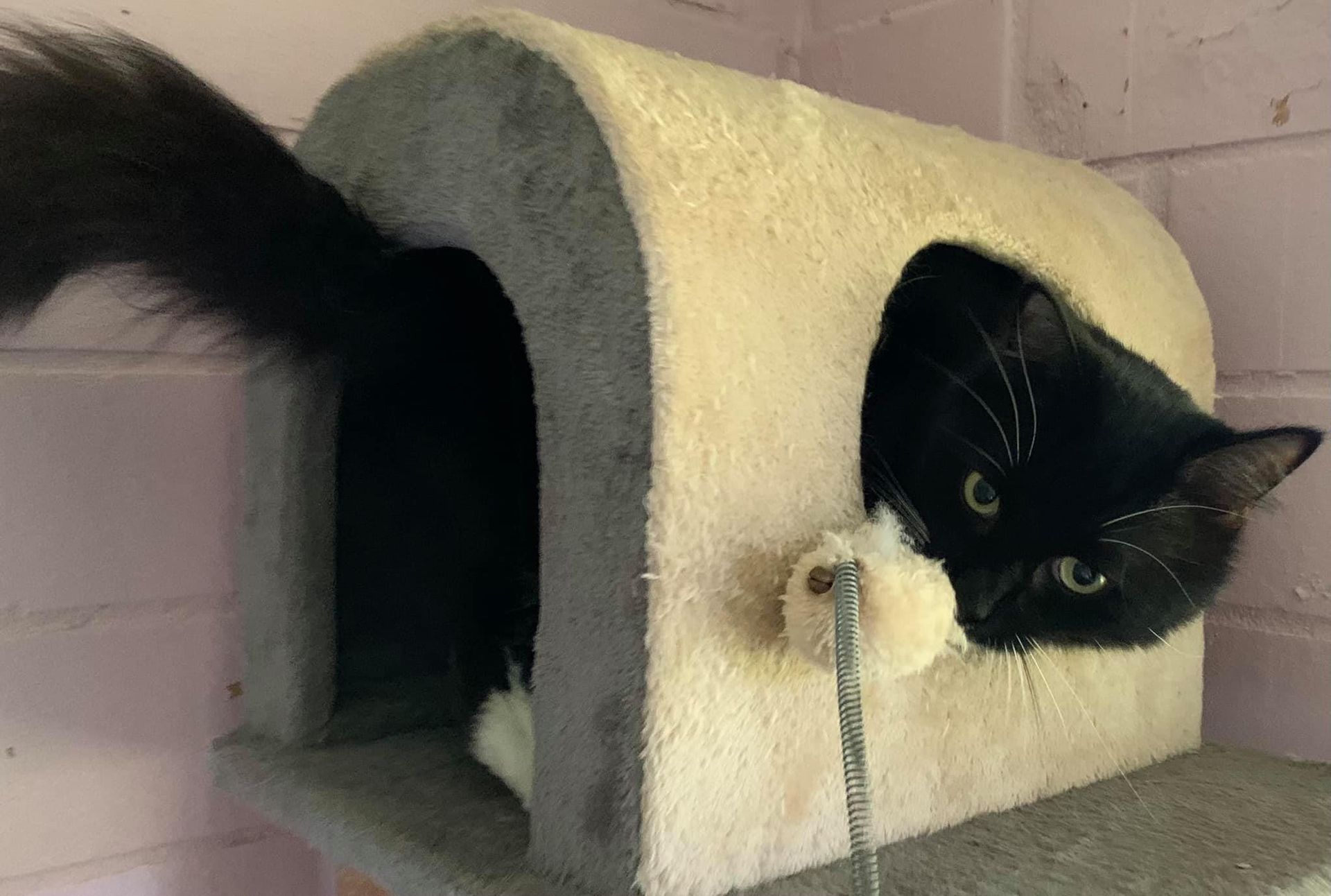 Cat House — Carabooda, WA — Happy Cats Cattery