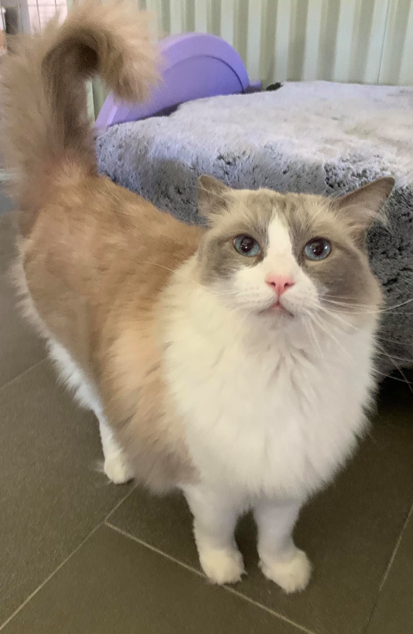 Fluffy Cat — Carabooda, WA — Happy Cats Cattery