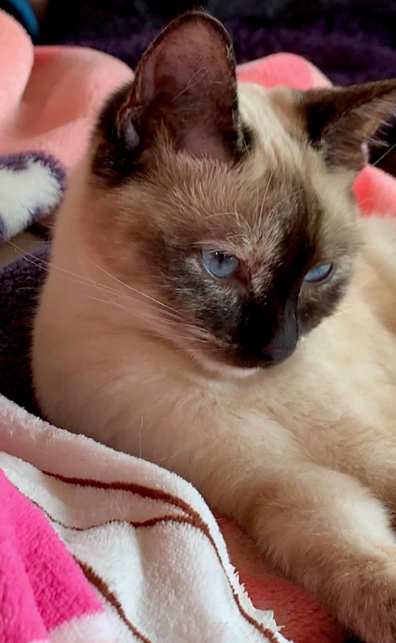 Cat Boarding Perth — Carabooda, WA — Happy Cats Cattery