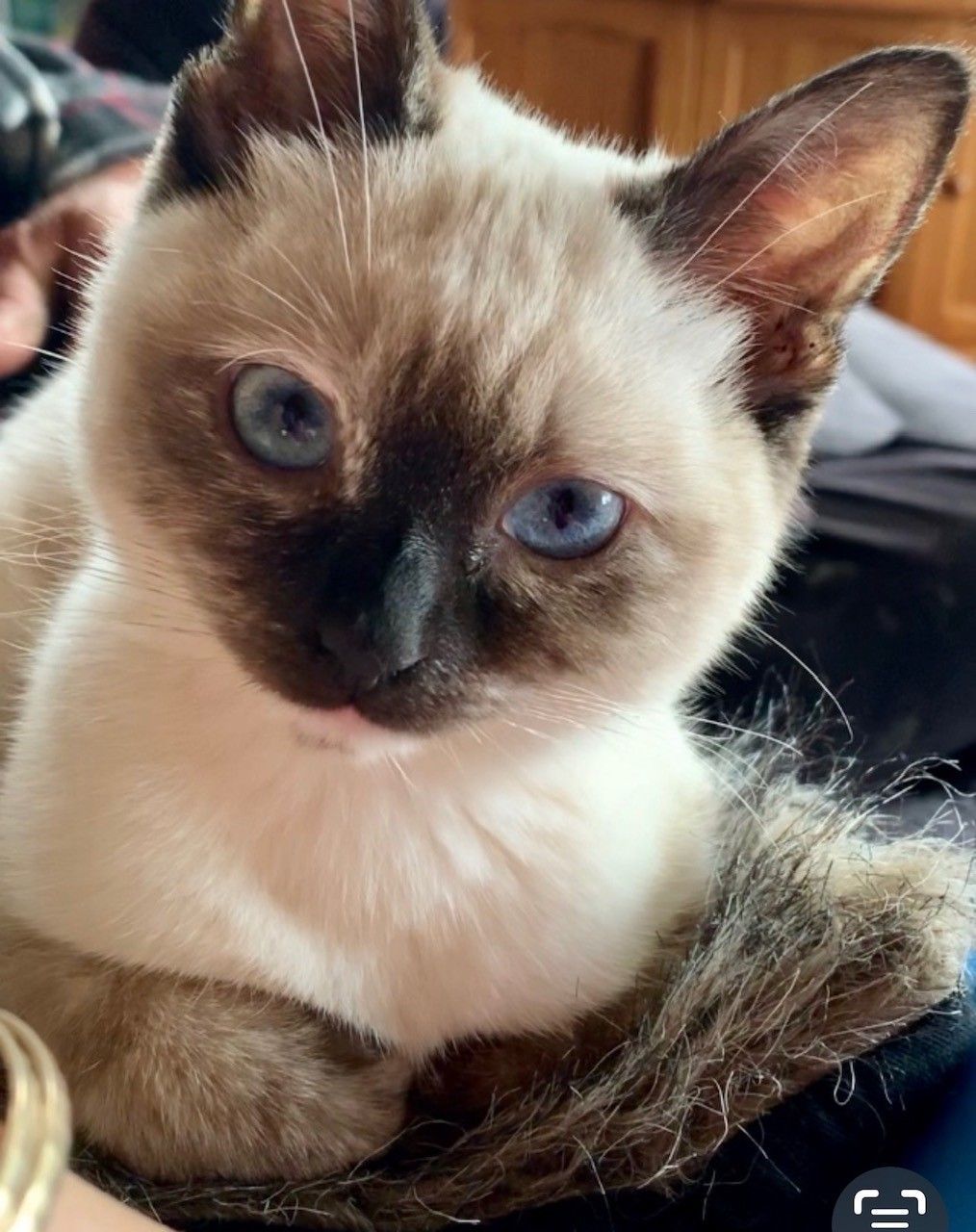 White With Brown Cat — Carabooda, WA — Happy Cats Cattery