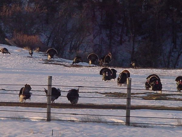 South Dakota turkey Hunting, South Dakota, turkey hunt, Mickelson Ranch, Merriam turkey hunt
